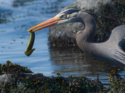 Ribbon Worm or Small Eel?