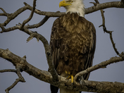Golden Hour Bald Eagle