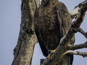 Where Did You Come From?