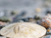 Sand Dollar