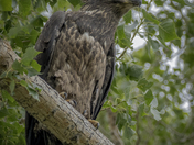 Bald Eagle Fledgling 