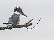 Belted Kingfisher