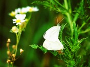 Mating Cabbage White Butterflys