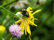 Mating Japanese Beetles