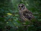 Juvenile Barred Owl