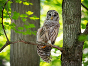 Juvenile Barred Owl