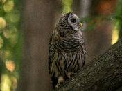 Juvenile Barred Owl