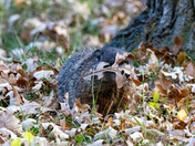 Groundhog camouflage