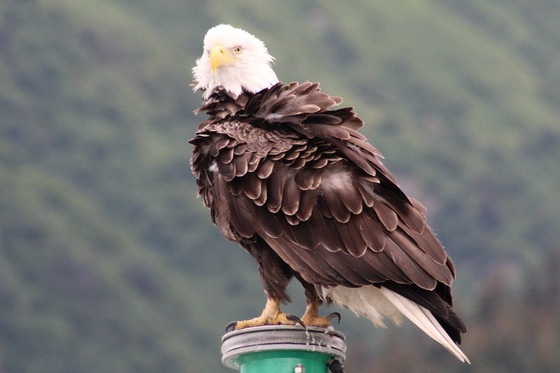 Kenai Fjords National Park 