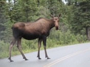Denali National Park and Preserve 