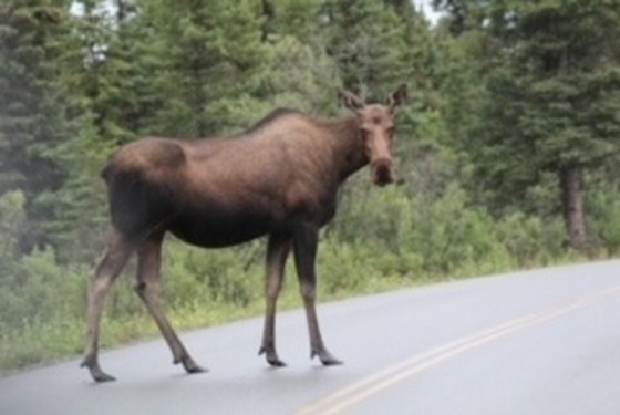 Denali National Park and Preserve 