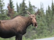 Denali National Park and Preserve 