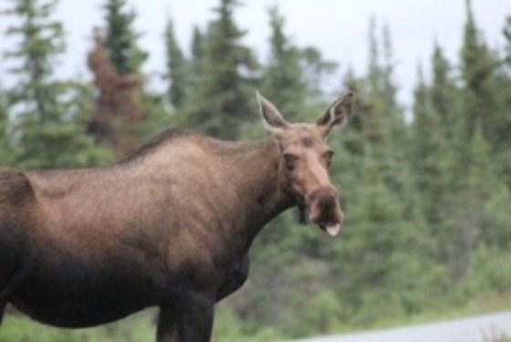 Denali National Park and Preserve 