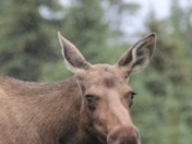 Denali National Park and Preserve 