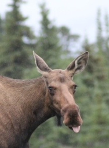 Denali National Park and Preserve 
