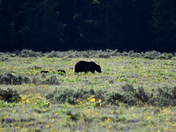 Grand Teton National Park