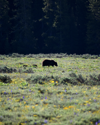 Grand Teton National Park