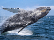 Humpback Leap