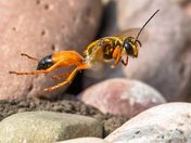 Golden Digger Wasp