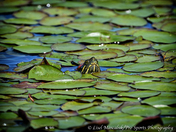 Painted Turtle
