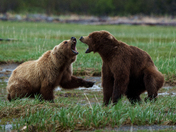 Katmai National Park