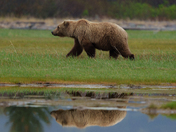 Katmai National Park