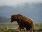 Katmai National Park