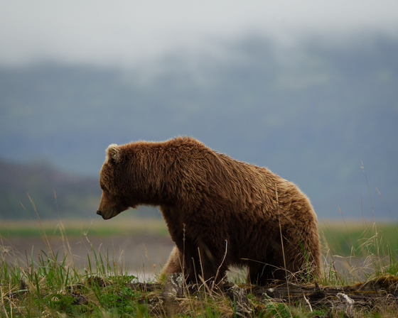 Katmai National Park