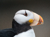 Kenai Fjords National Park