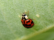Lady Beetle