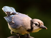 Blue Jay