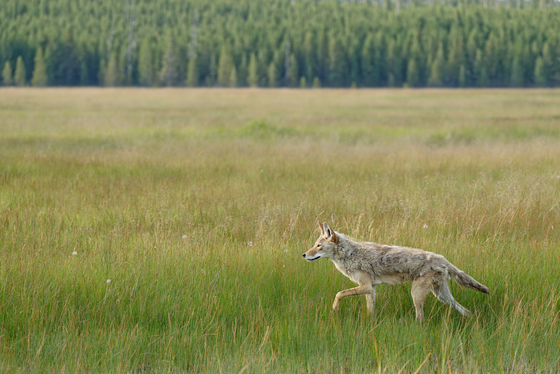 Yellowstone National Park