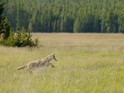 Yellowstone National Park