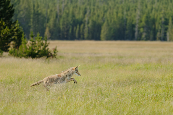 Yellowstone National Park