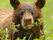 Grand Teton National Park