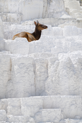 Yellowstone National Park