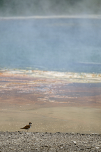 Yellowstone National Park 