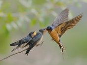 Grand Teton National Park 