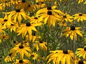 Black-eyed Susan