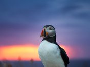Puffin Sunrise