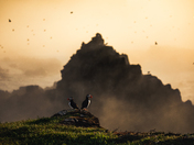 Where the puffins gather 