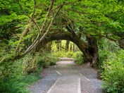 Olympic National Park