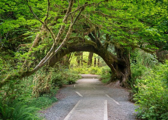 Olympic National Park