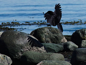 Crow at Low Tide