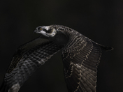Juvenile Osprey Test Flight
