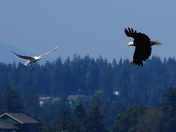 Defending One's Turf