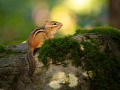 Eastern Chipmunk