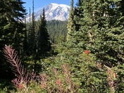 Mount Rainier National Park