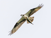 Osprey