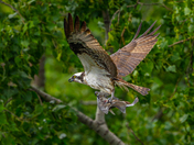 Osprey